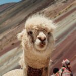 llama-peru